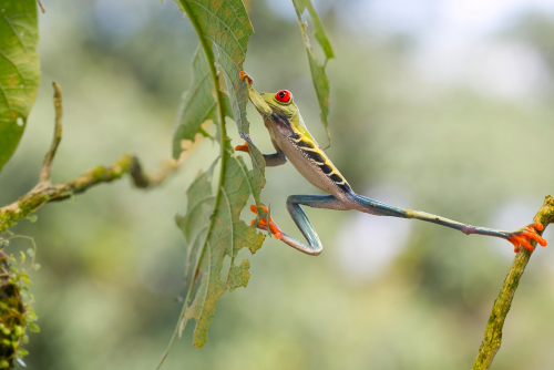 nubbsgalore:  photos by nicolas reusens 