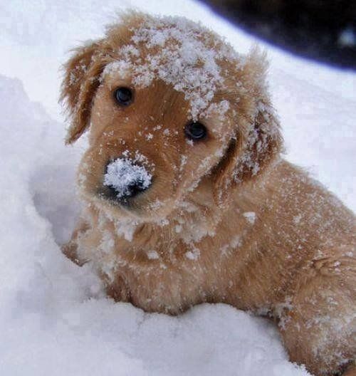 Snow and puppies 😍🐶❄️