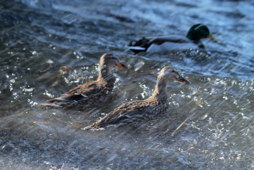 A bunch of wild ducks in lake Mälaren, Sweden (part 2).