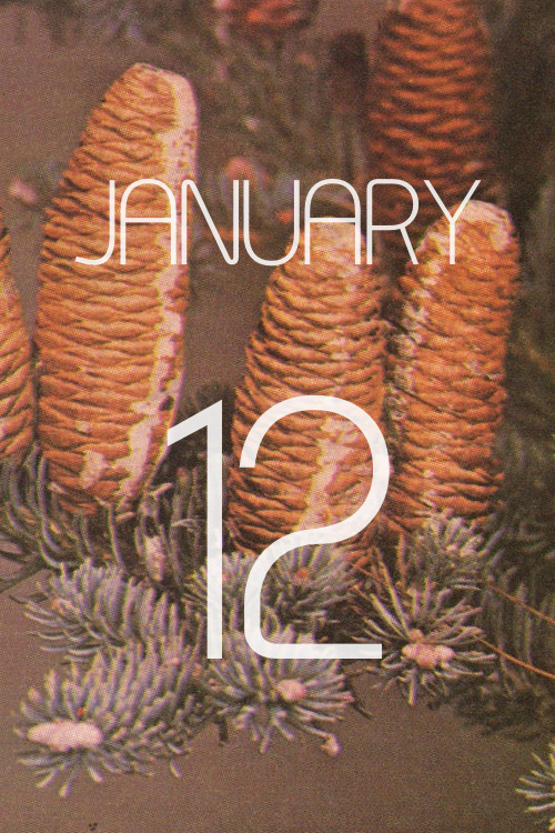 gardencalendar:  Abies alba, the Silver Fir, grows up to 150 feet, and is found most often in the mo