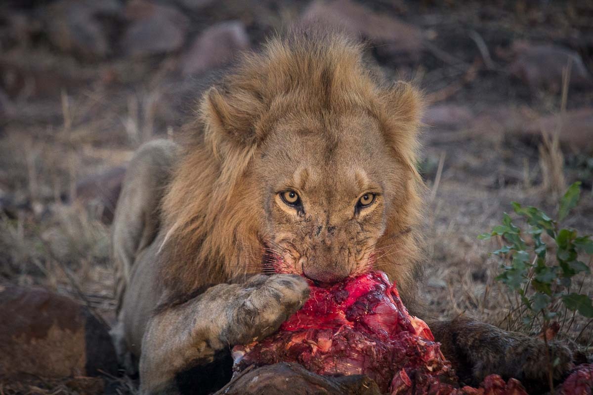 bigcatslions:  Photography Franscois Rosslee and Kosie Lategan, Pravir Patel, Terry