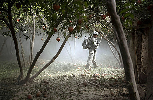 freeafghanistan:  oakapples:  Soldiers in groves of pomegranate trees, Afghanistan. Kandahar was once renowned for the quantity and quality of pomegranate fruit that it exported to foreign markets.  Look at these ugly fuckers polluting Kandahar’s Anaar