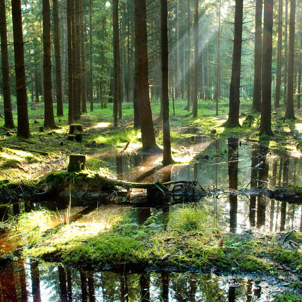 luppula-gid:  sunshine after rain by *indojo 