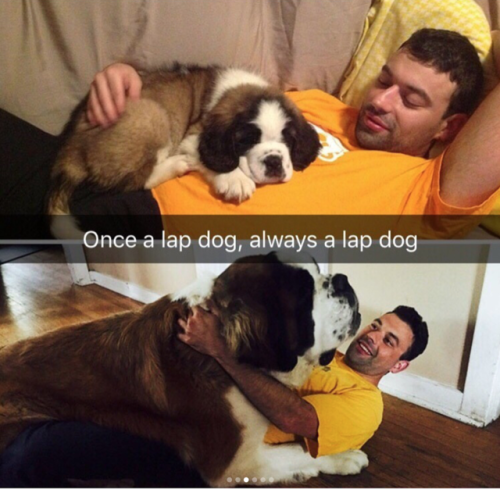 babyanimalgifs:  Animal snaps adult photos