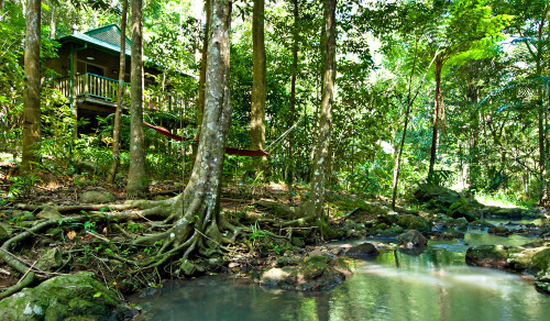 oceaniatropics: Narrows Escape, Sunshine Coast Hinterland rainforest, Queensland, Australia