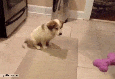 integratednetworkcable:  Epic dog failssource:http://integratednetworkcable.tumblr.com/post/116488398191/pros-cons-of-demarc-extensions