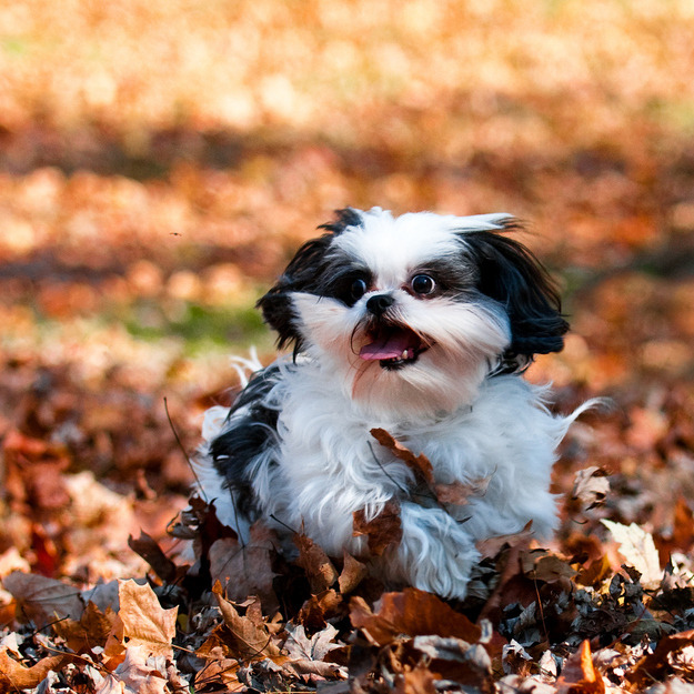 thecutestofthecute:  In honor of Autumn coming soon, here are some happy dogs that