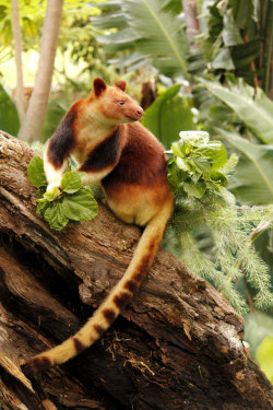 my-wanton-self:  justanotheranimaladdict:  Tree Kangaroo (Australia) | animal blog | photo credit   Tree kangaroos are unique macropods who have adapted to a life in trees.