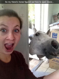 Piaffe-On-Your-Ass:  Macabroe:  Howdy Doodly Fri End  Horses Are Brilliant. That