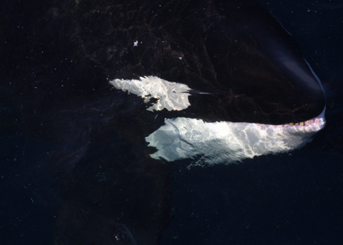 scottish-orca:Sighted 9th October 2008Beautiful surface shots taken fifty miles east of Shetland,&nb