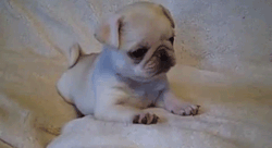 femmeanddangerous:  Little doge  Such a cute little pug puppy love their curly tails :)