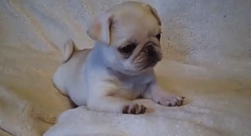 femmeanddangerous:  Little doge  Such a cute little pug puppy love their curly tails :)