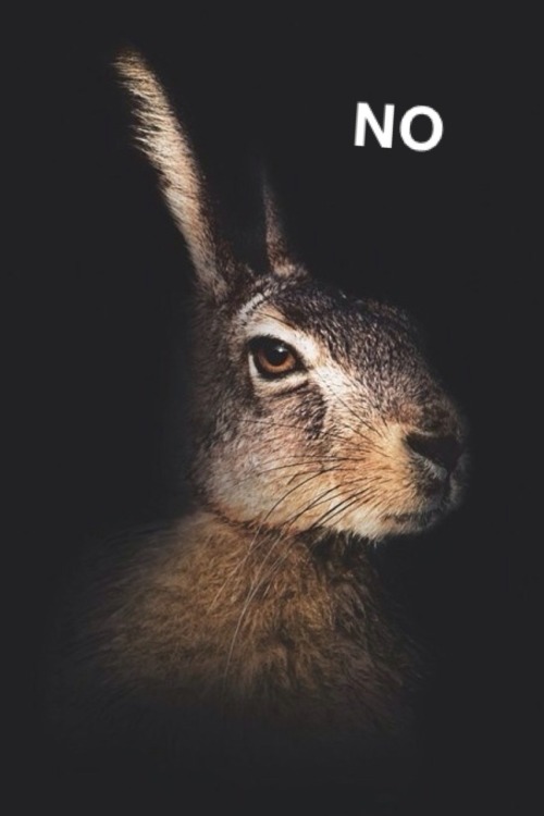 ehehehh:  Sassy rabbit