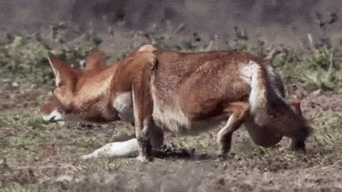 wolveswolves:Ethiopian wolf stalking a ratFrom BBC’s “Life” (2009)