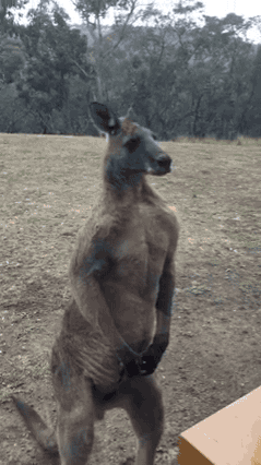 literal-ghost:potedo:Whoever invented kangaroos is a fucking idiotKangaroos are animals that seem li