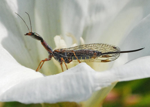 nanonaturalist:nanonaturalist:worm-suggestion:Photogenic… Charming little fellows, to be sure…Now th