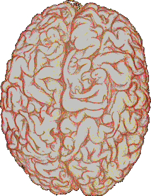 pi4nobl4ck:  What my brain looks like