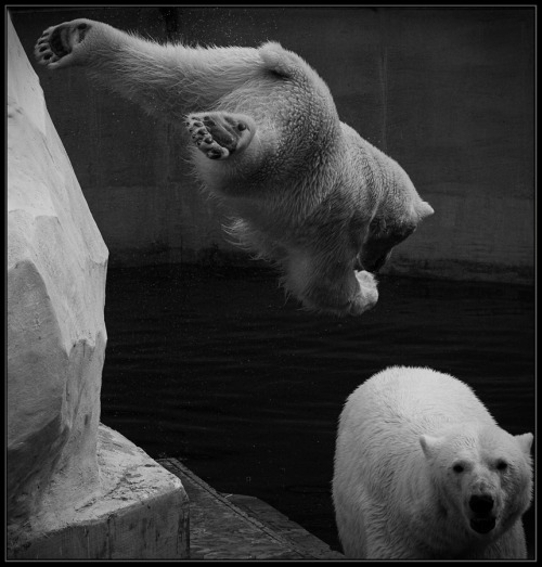Polar Ninja (via Александр Волчков)