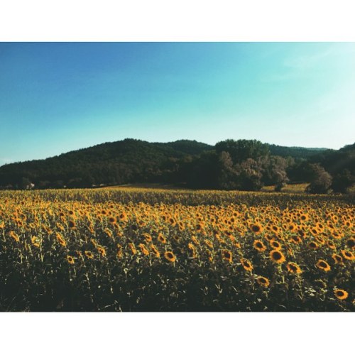 Under the Tuscan Sun #girasole #Firenze #florence #sunflowers (at Firenze)