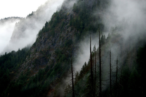ewigwinter:elorablue:Cedar snags and steep mountain cliffs in the mist and fog. by vermillion$baby o