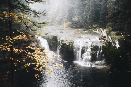 vllmnn:“in some mysterious way woods have never seemed to me to be static things. in physical terms,