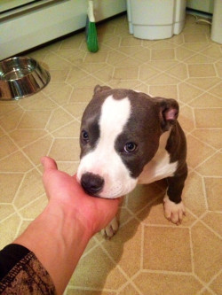cute-overload:  To whom this dog belongs