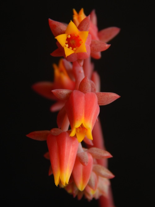 p-que-da-cuerda - CrassulaceaeEcheveria ‘azulita’, un...