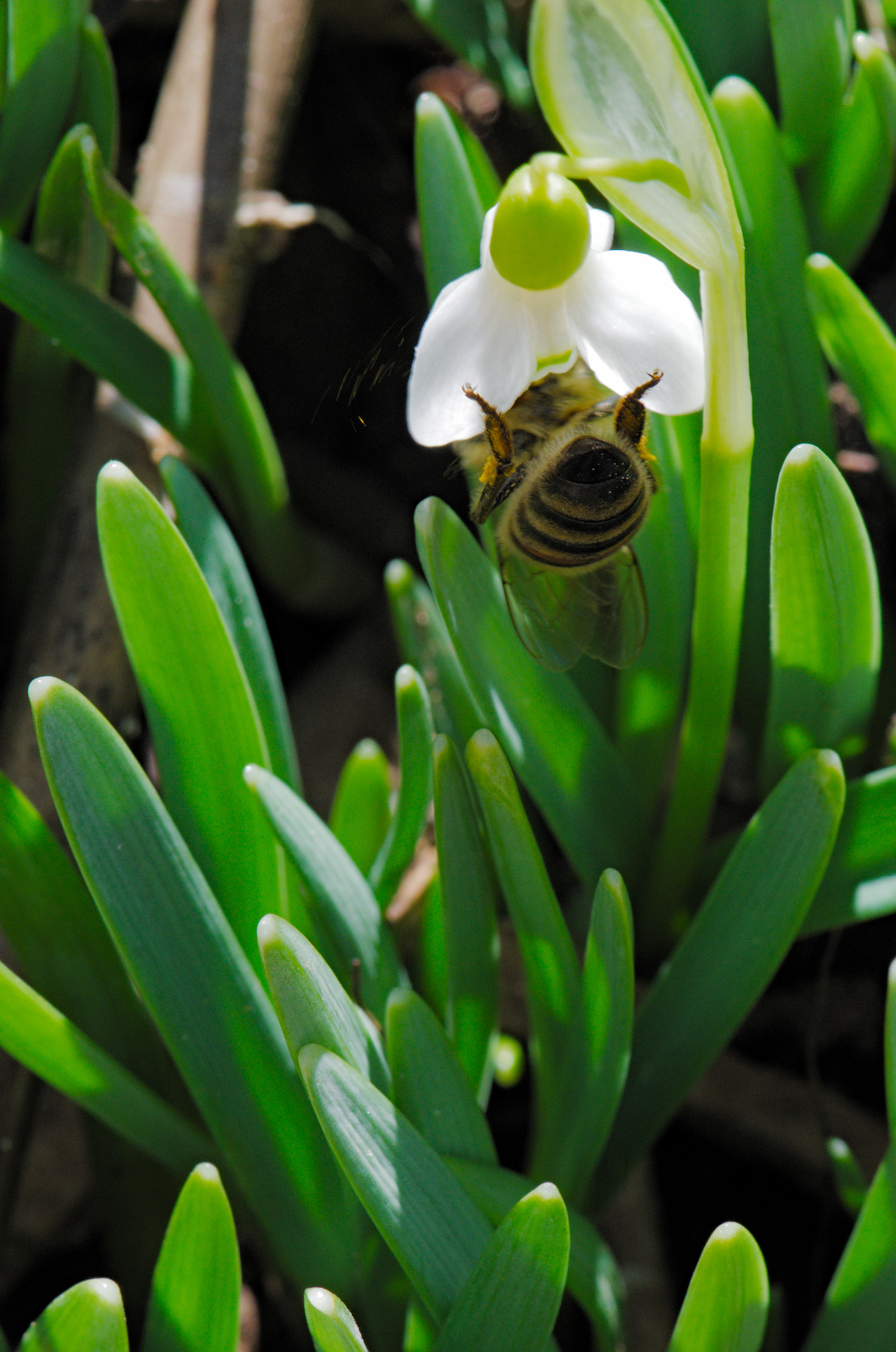 mostlythemarsh: Bee’s Arse The snowdrops have been open for just a day.  First