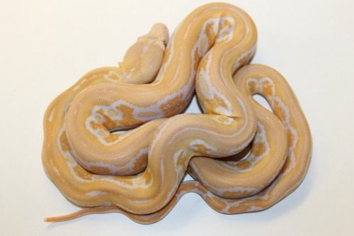 Reticulated Pythons at 888 Reptiles