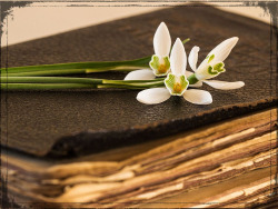 teachingliteracy:  snowdrops and old book