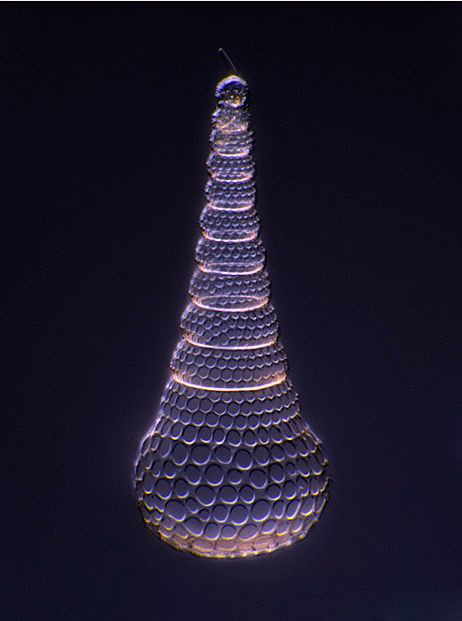 Radiolarian of Cyrtopera laguncula