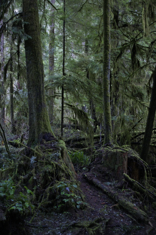 PNW dank - Watershed Park