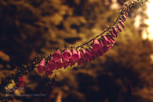 Thimble by HatCatPhotography