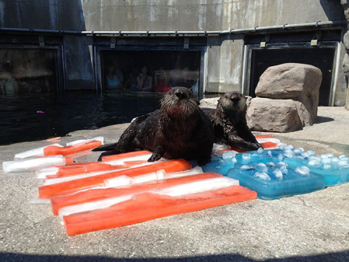 dailyotter:  Sea Otters Wish Their American Friends a Happy Independence Day We’re flashing ba