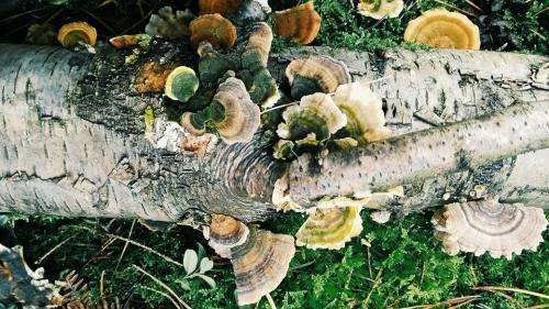 Mushrooms - live between the death and the livings. The bloom like flowers.