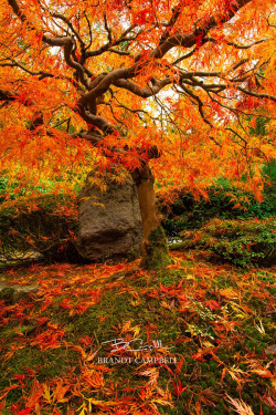 outdoormagic:Autumn Ablaze by Brandt Campbell