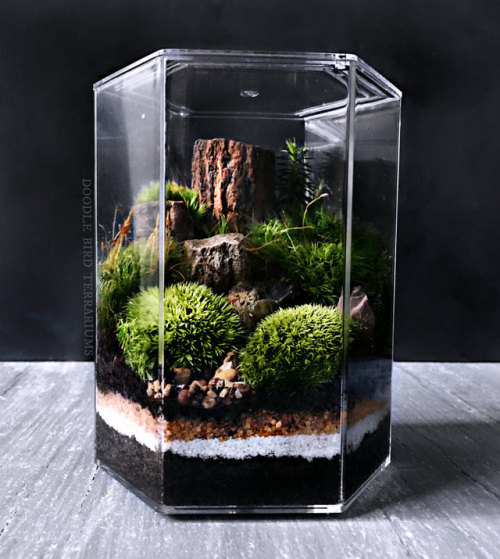 Lush Live Moss Terrariums Fulfill Your Longing for NatureFor those moments you wish you were surroun