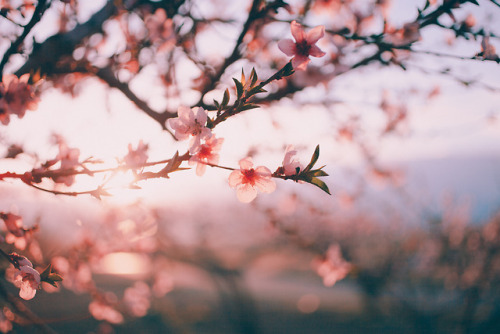 juliamstarr:Sunlit blossoms. Edited with the autumn rose presets.Instagram