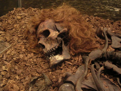 coolartefact:  The Bocksten bog man and his head full of hair, 14th century, Sweden [1600X1200] nsfwSource: http://imgur.com/kaRY9gf
