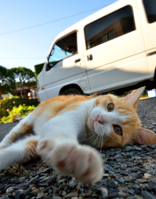 anz-momo: えいっ！ photohito.com 
