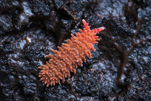 onenicebugperday: Red short-legged springtails, Caledonimeria mirabilis, subfamily Neanurinae, order