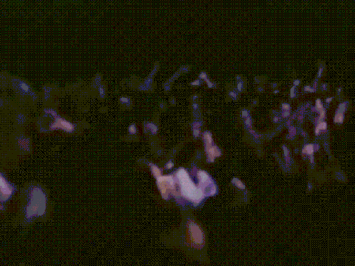 NI | Down In It | Live - Self Destruct Tour 1994-95 | Directed By Simon Maxwell