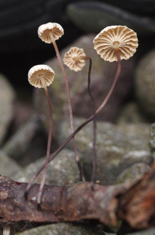 Marasmius rotula. Tiny &lt;3