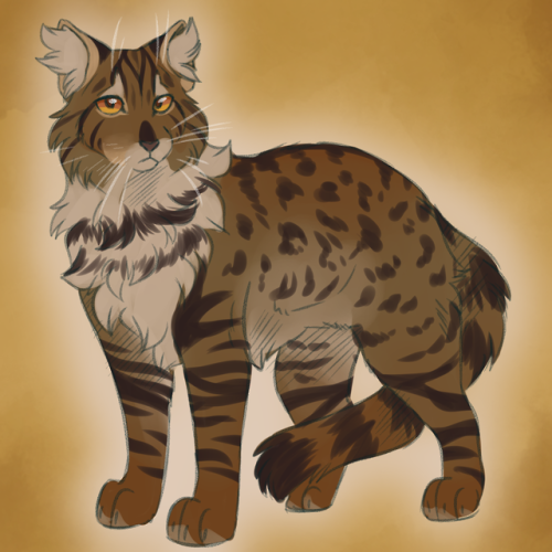 Slugs genetically accurate cats — Tigerstar 2 (Classic black tabby with low  white