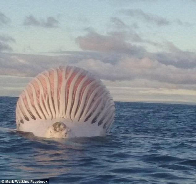 sourcedumal:  ouijubell: deathosphere:  sixpenceee:  Stunned fishermen spotted a