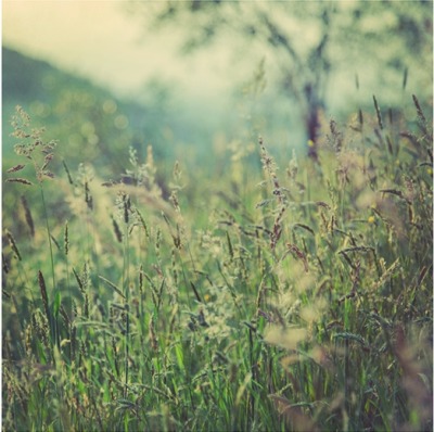 floralls • into the may meadow by Liane Brookes