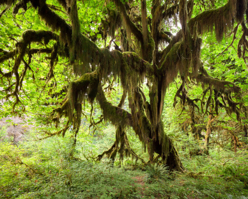 Olympic Peninsula II by Gustaf Emanuelsson Folio | facebook | instagram | 500px 