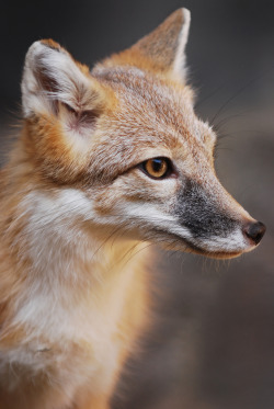 brutalgeneration:  Swift fox (by jackm2211)