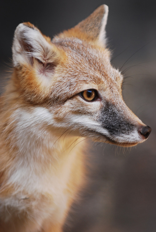brutalgeneration:  Swift fox (by jackm2211) 