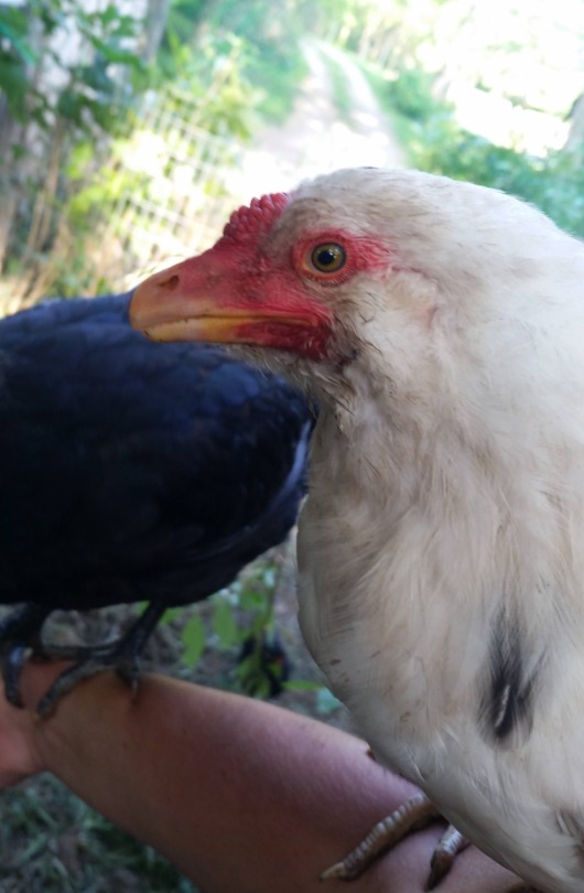 Just A Bunch Of Normal Chickens